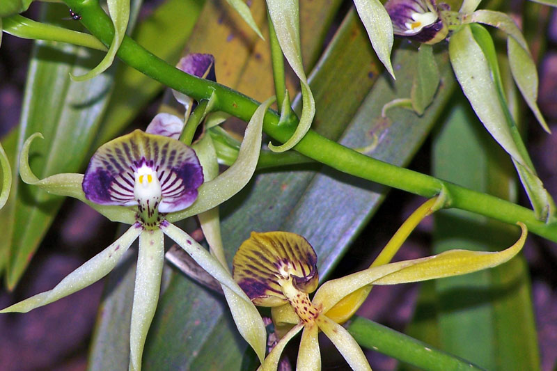 Belize Flora and Fauna